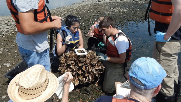 Oyster Vols