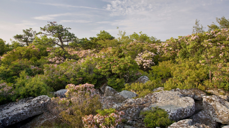 Pine Barrens 1