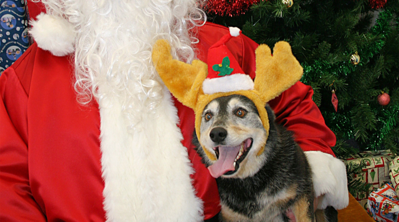 Santa Dog