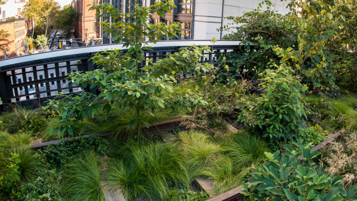 Nyc High Line Trees