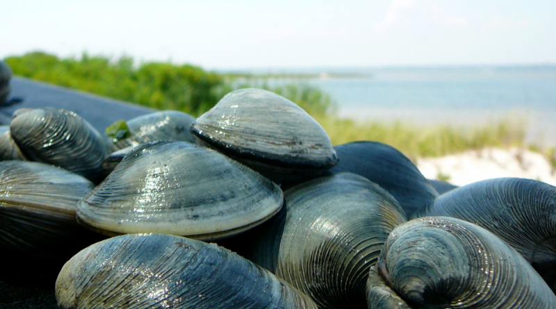 Fire Island Clams Nps