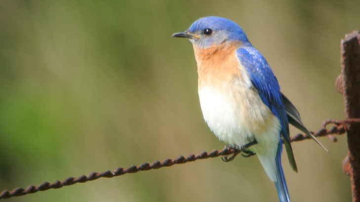 Eastern Bluebird 2