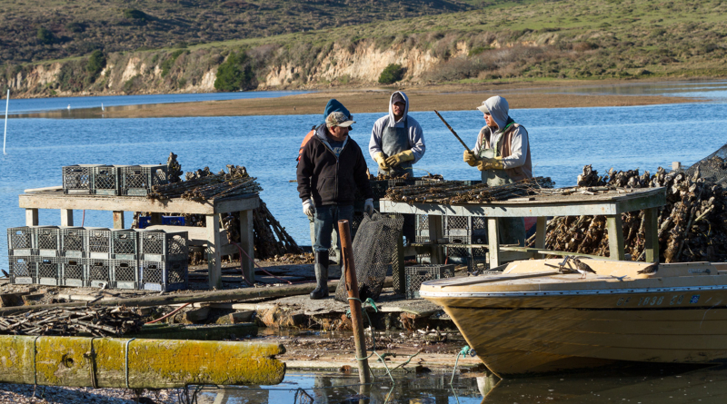 Oyster Farming Wiki