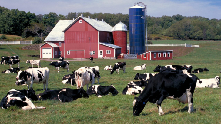 Dairy Farm Cows