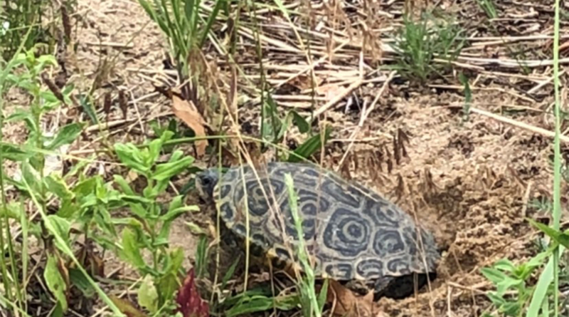 Diamondback Terrapin