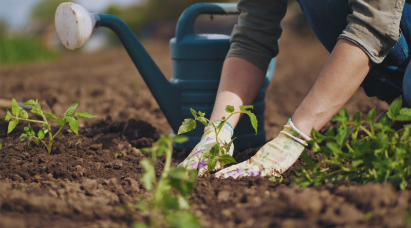 Planting Garden