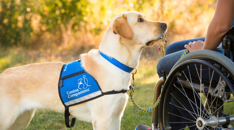 Service Dog With Keys