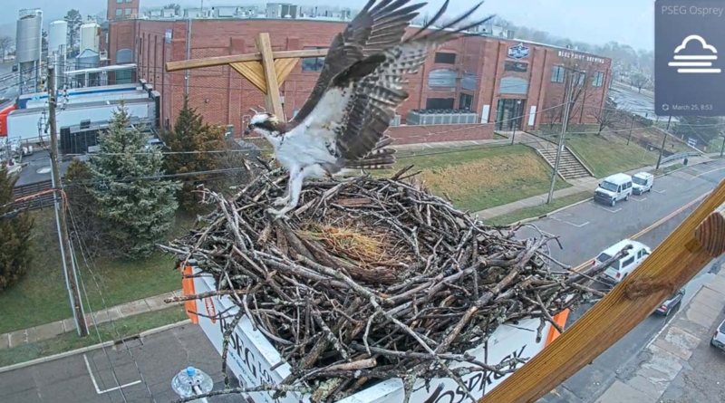 Osprey Cam Pseg Li