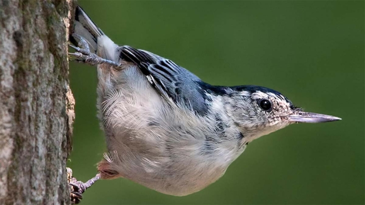 Nys Birding Trail