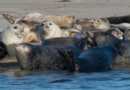 Seals