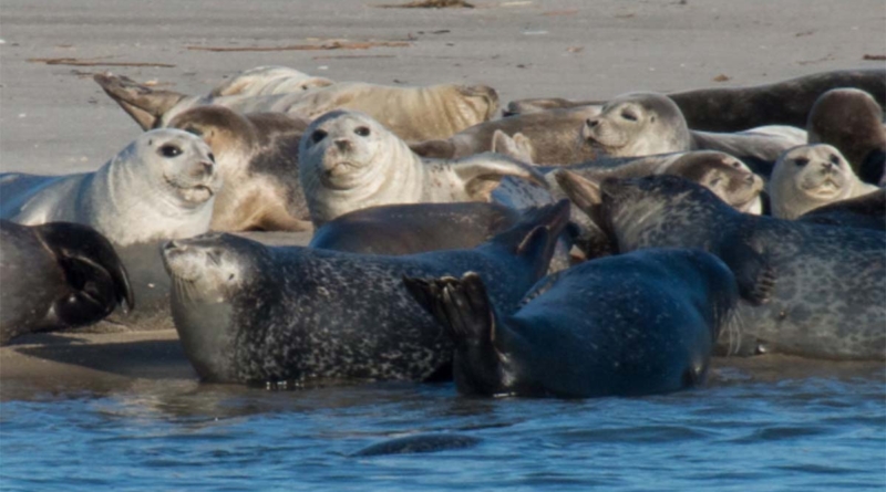 Seals